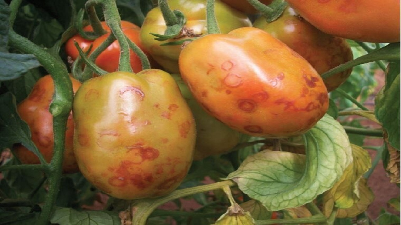 ویروسی که به جان گوجه‌ها می‌افتد