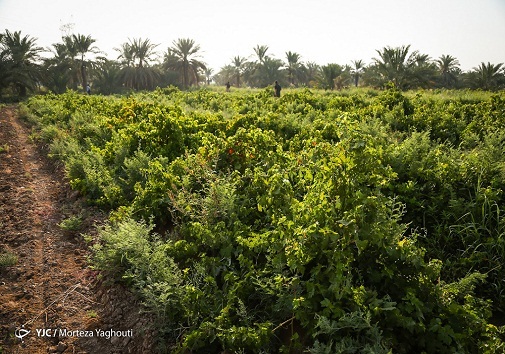 تاکستانی در دل نخلستان