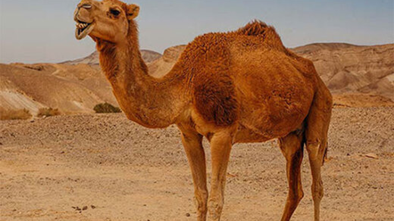راهکار خنده‌ دار برای نجات دو شتر از وسط جاده + فیلم