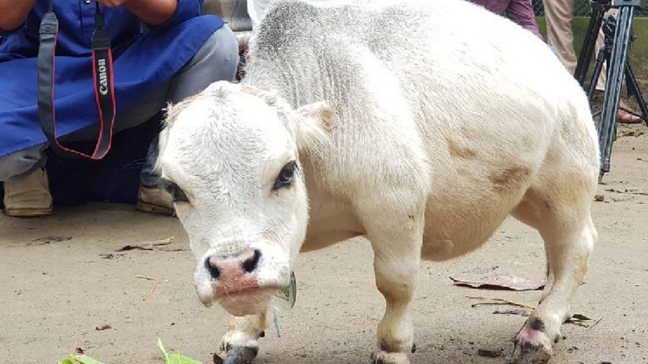 هجوم مردم برای تماشای کوتاه ترین گوساله جهان در بنگلادش