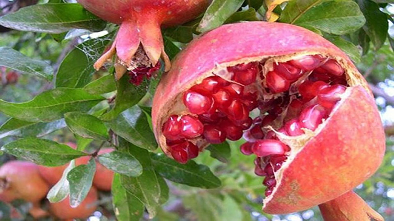 ترکیدگی انار
