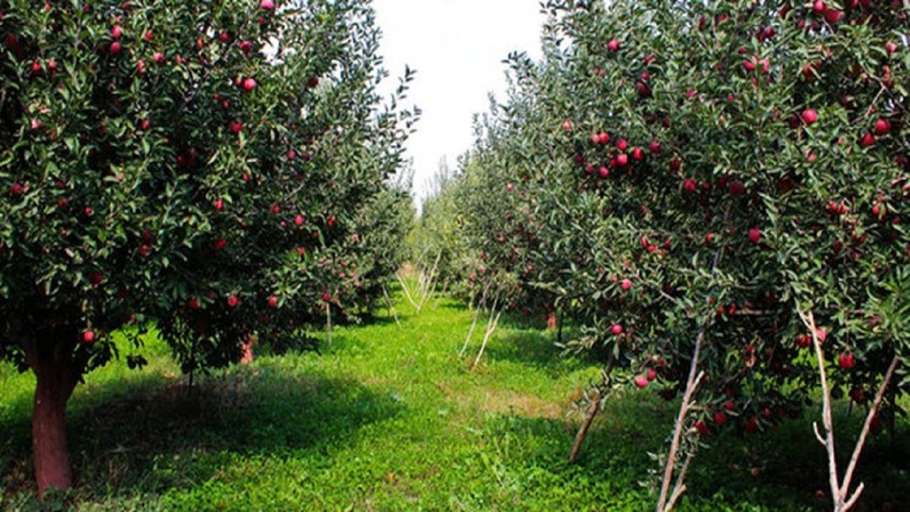 ۴۰ هزار هکتار باغات اصفهان درگیر تنش‌آبی هستند
