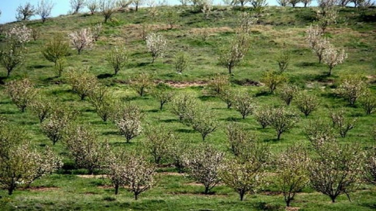 طراحی الگوی کشت در باغ‌های شیب‌دار خوزستان
