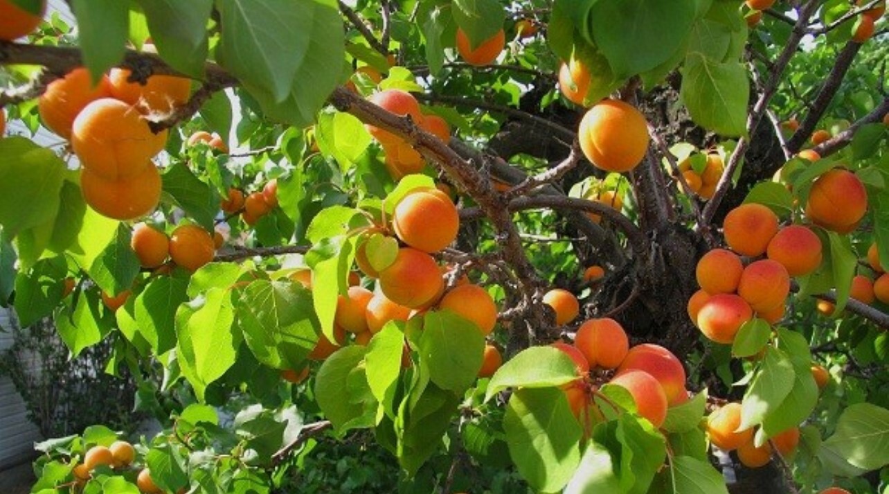 میوه‌های سردسیری در دل گرمای جنوب