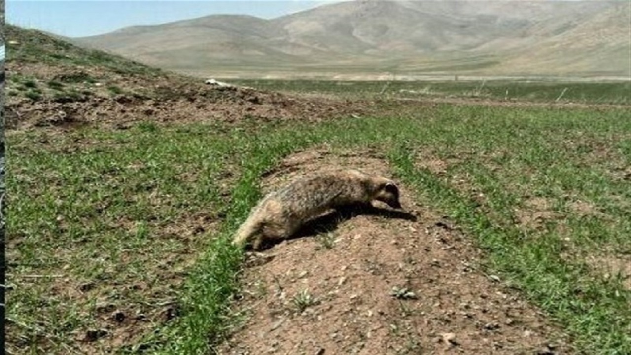 اهالی روستای جهان آباد، گوركن را از چاه نجات دادند