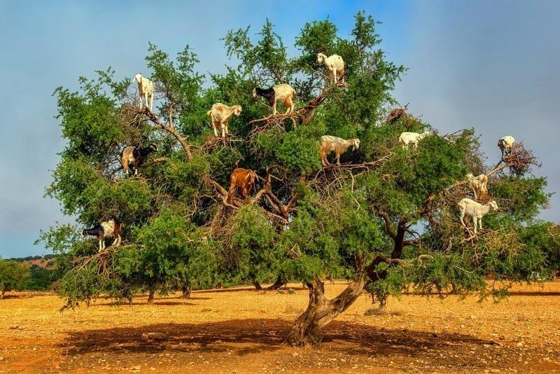 عجیب ترین پدیده های طبیعی در دنیا