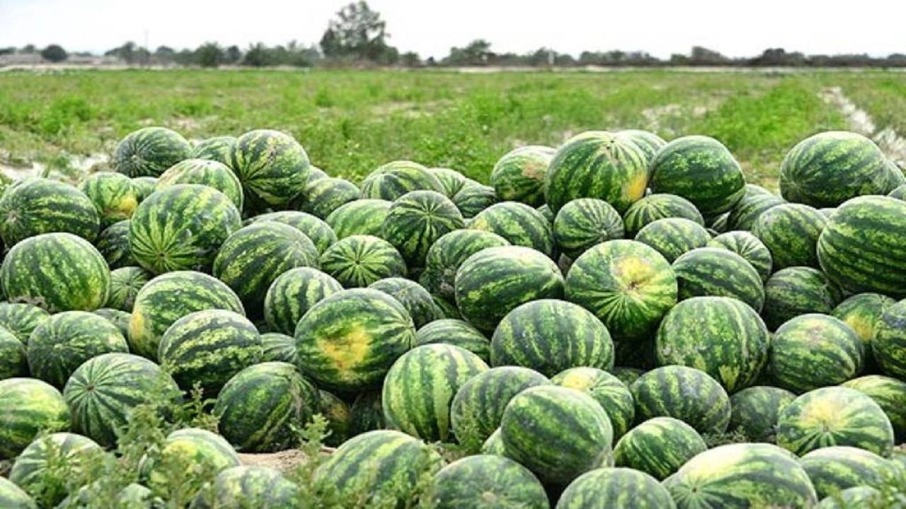 کاهش تولید محصولات کم آب بر ارمغان اصلاح الگوی کشت در قزوین است