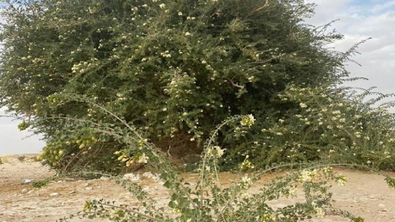 کشف درختی بی نظیر در عمان + عکس