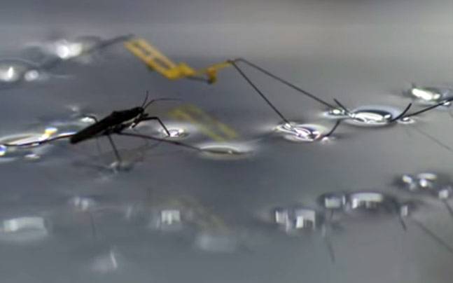 Insect robots