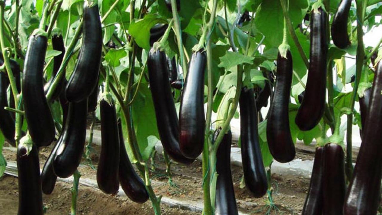 برداشت ۵۲ درصدی بادمجان در گلستان