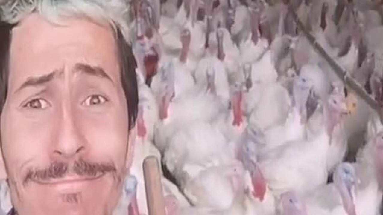 ویدئوی جالب همخوانی بوقلمون ها با کشاورز اسپانیایی!