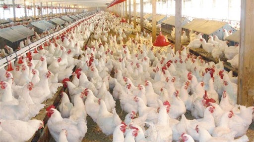 نگهداری مرغ بیش از موعد کشتار، احتکار است