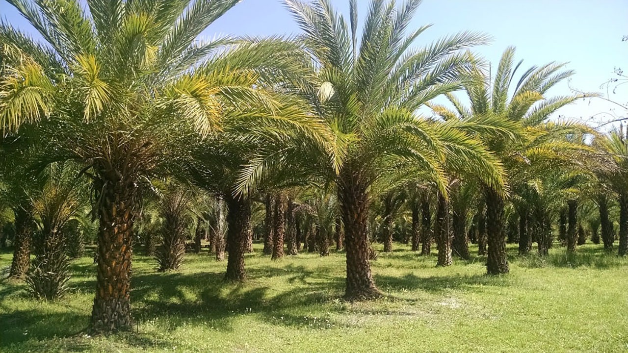 طعم شیرین ۱۲۰۰ تن خرمای کرمان در بازار