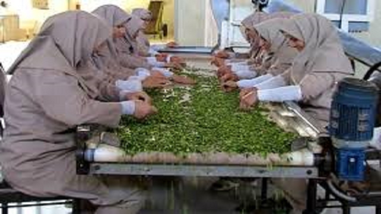 اشتغال زایی اداره بهزیستی آبادان  برای افراد تحت پوشش خود