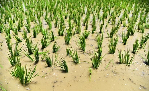کاشت برنج در اصفهان، آری یا خیر؟