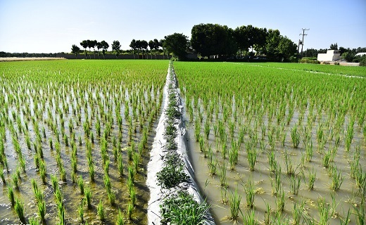 کاشت برنج در اصفهان، آری یا خیر؟