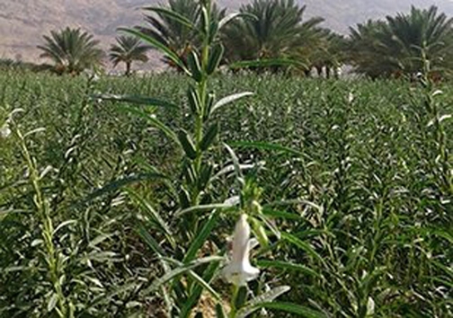 منطقه ای که از زمین و آسمانش سکه می بارد/ فصل مرگ برای دام&zwnj;های گرسنه/ دزدی به سبک ماینری