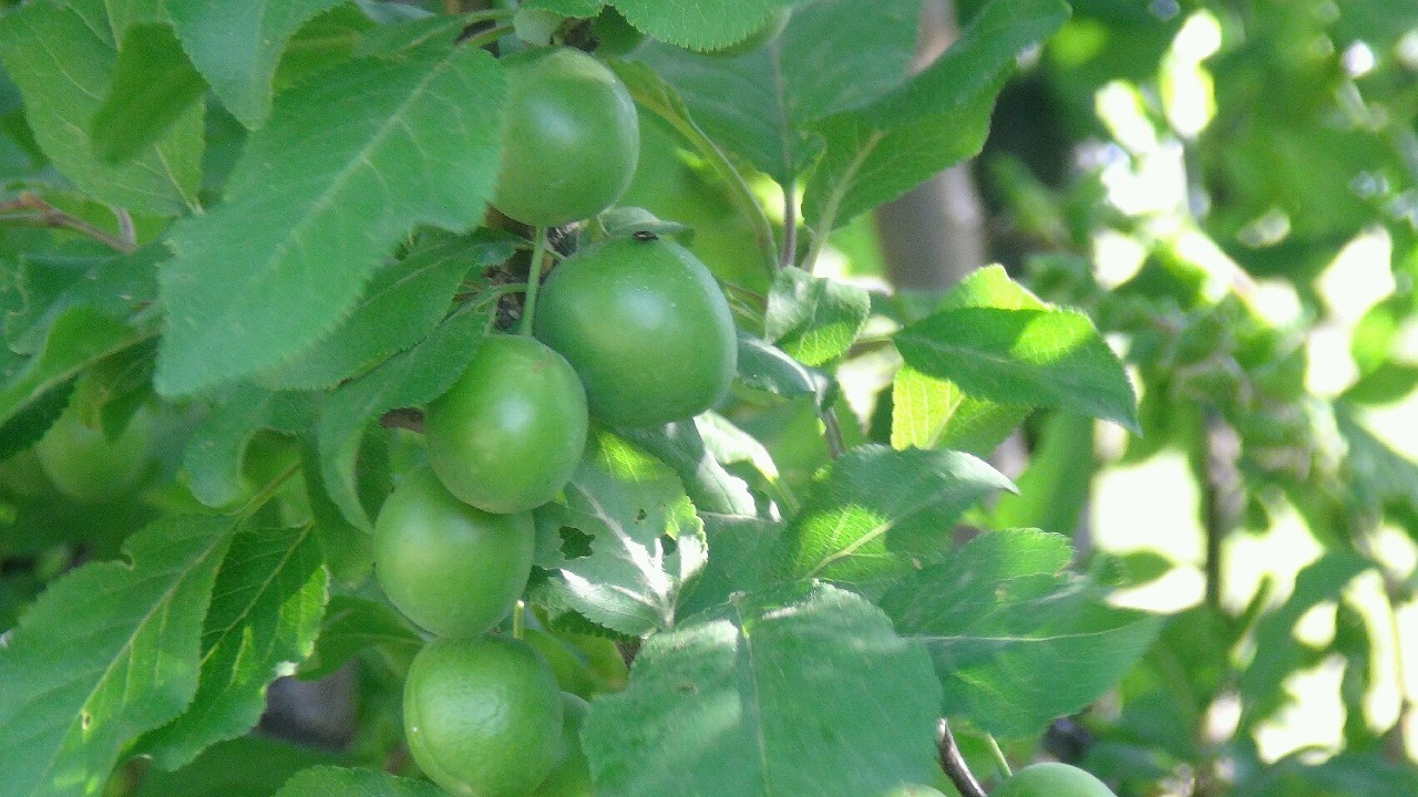 خسارت ۲۰ میلیارد تومانی به باغات آلوچه کدکن
