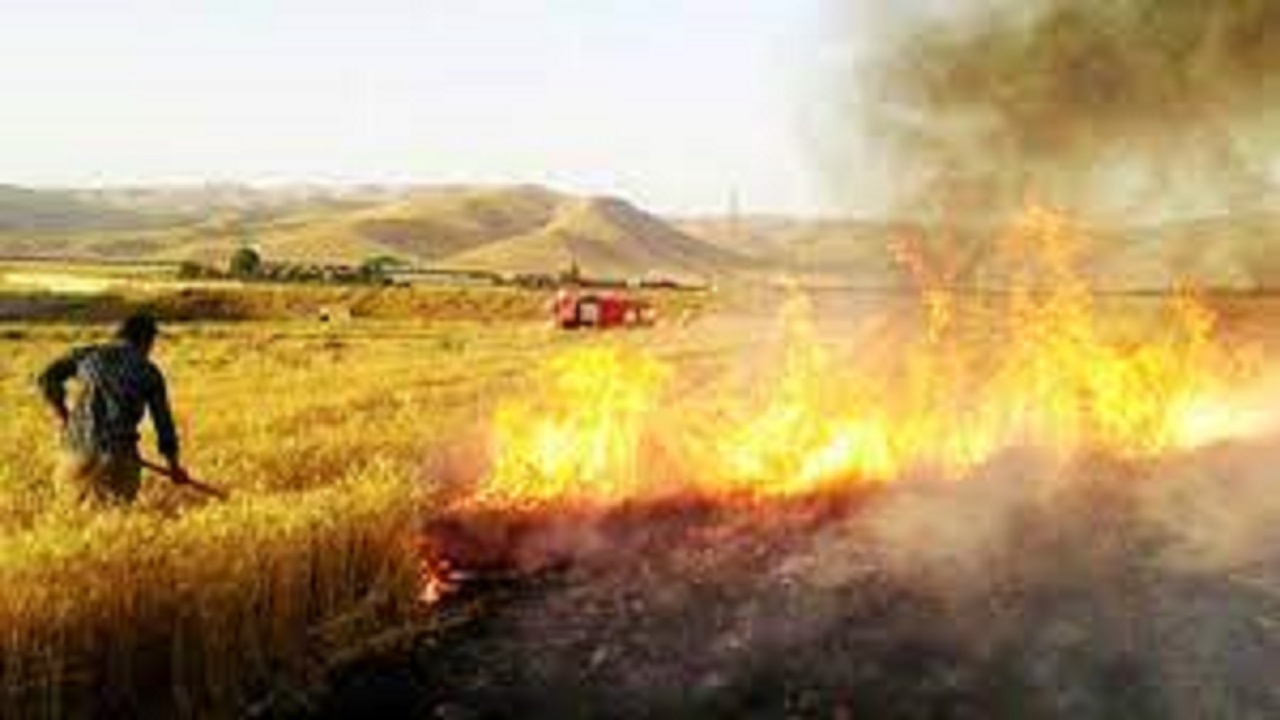 کاهش یافتن آتش زدن بقایای مزارع کشاورزی در البرز