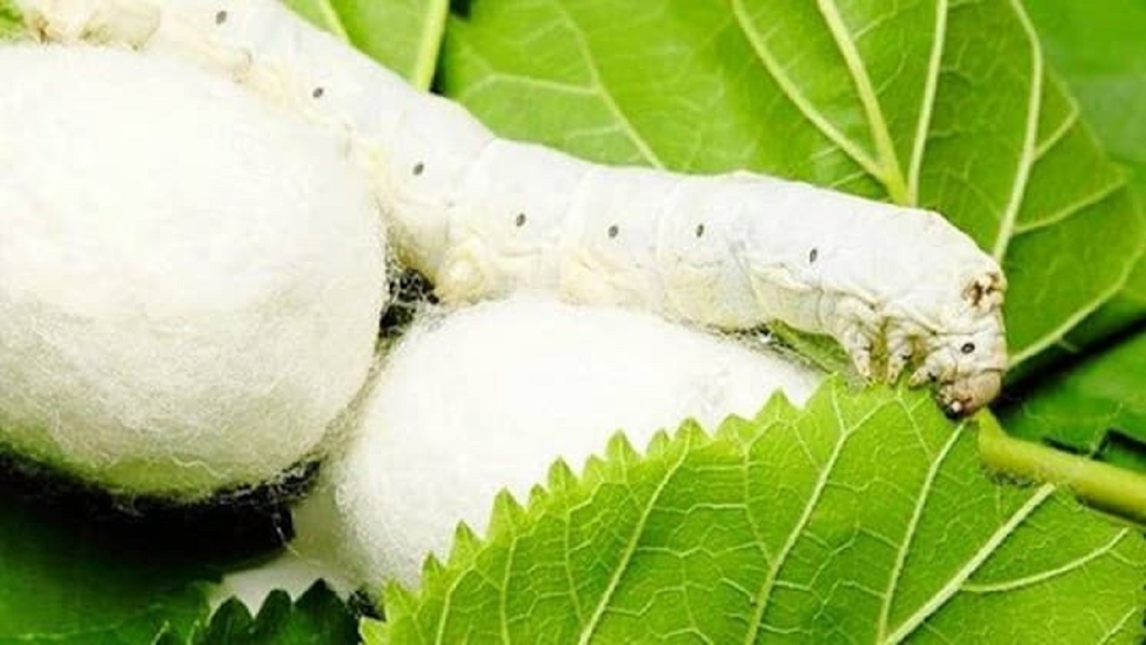 برگ توت کیمیای نوغانداری/ برداشت ۳۵۰ تن برگ از توتستان‌ها