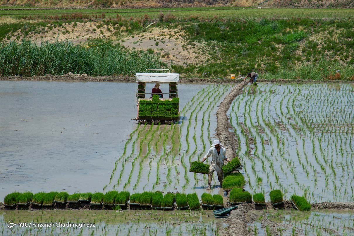 کشت شلتوک