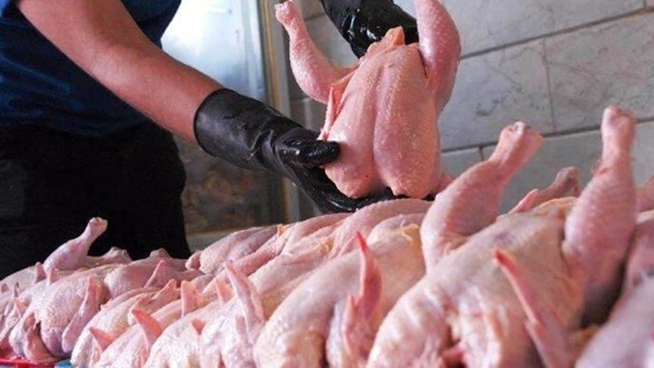 تولید مرغ در فارس بیش از نیاز و گرانی بی‌دلیل است