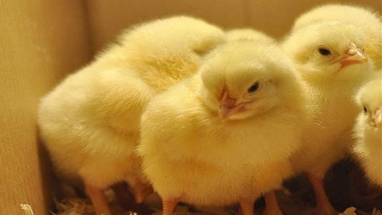 جلوگیری از حرکت ۱۱ هزار جوجه یک روزه در بم