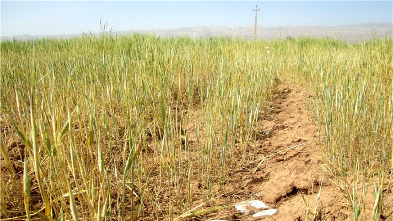 خسارت خشکسالی به کشاورزان خوزستانی پرداخت شد