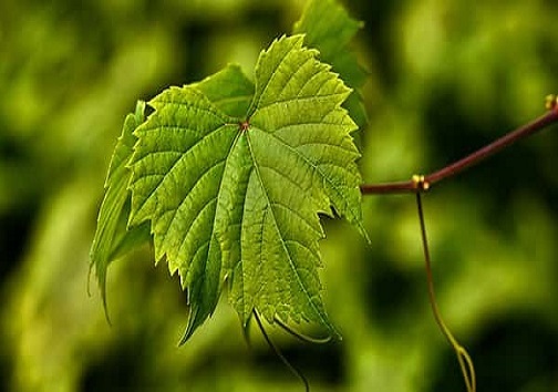 برگ مو یا برگ درخت انگور