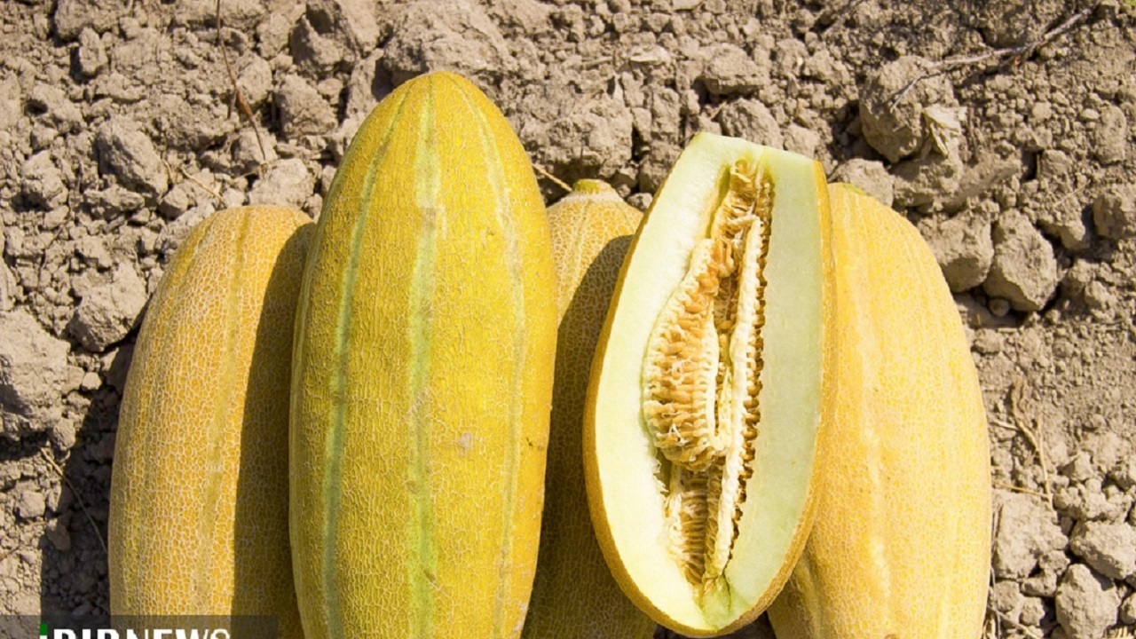 برداشت خربزه در سرخه
