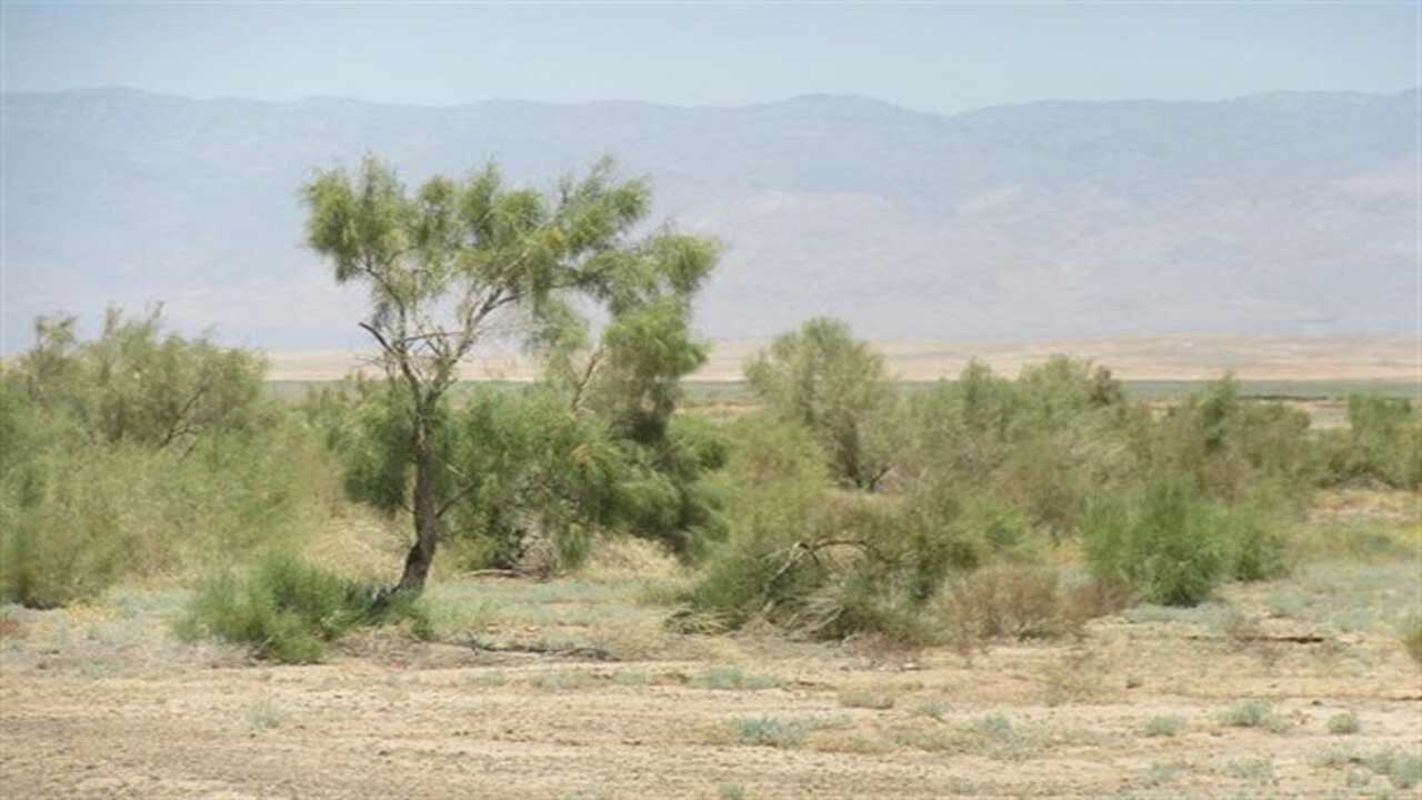 تاغ زارها، اهمیت زیادی در جلوگیری از پدیده گرد و غبار دارند
