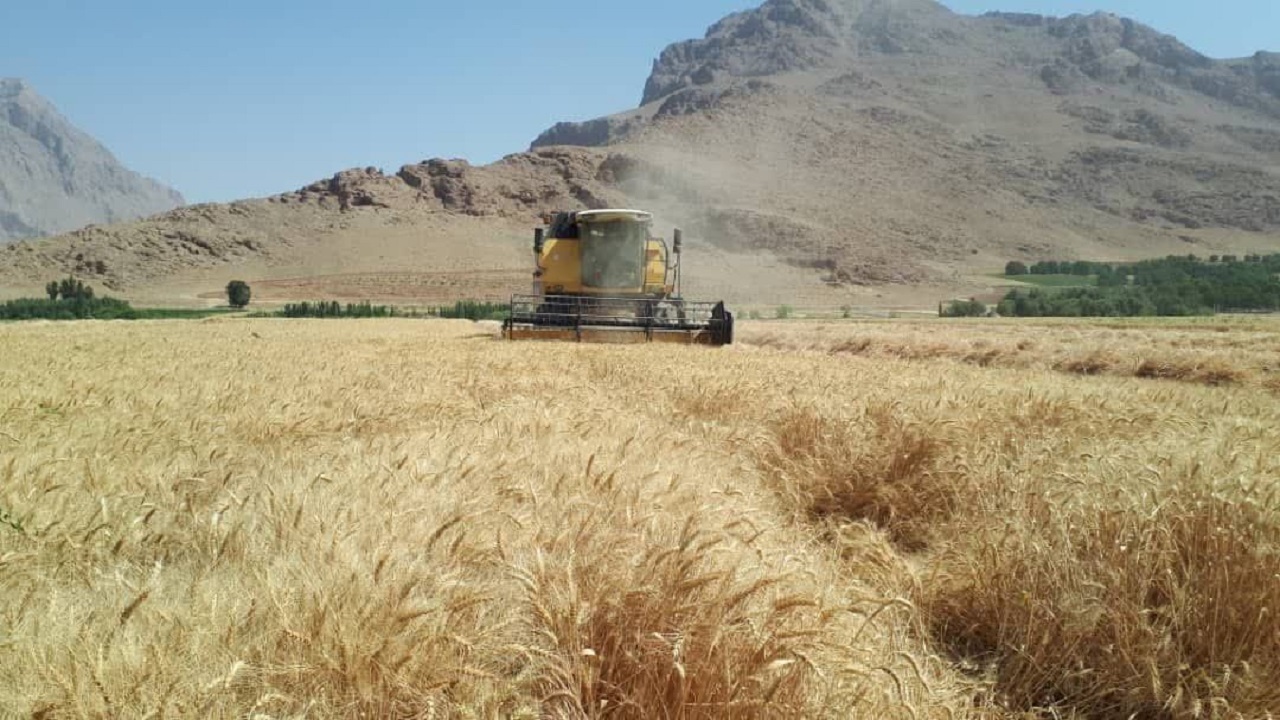 آغاز برداشت گندم از اراضی کشاورزی حوزه عمل دزک