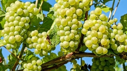 کشت گیاه زینتی با هسته میوه + فیلم