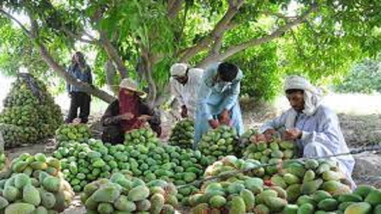تولید انواع نهال میوه‌های گرمسیری و زینتی در راسک