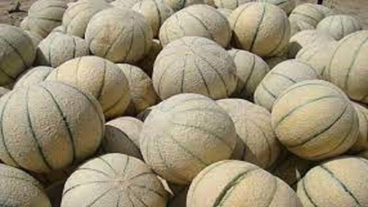 طالبی میوه کاهش کلسترول و فشار خون