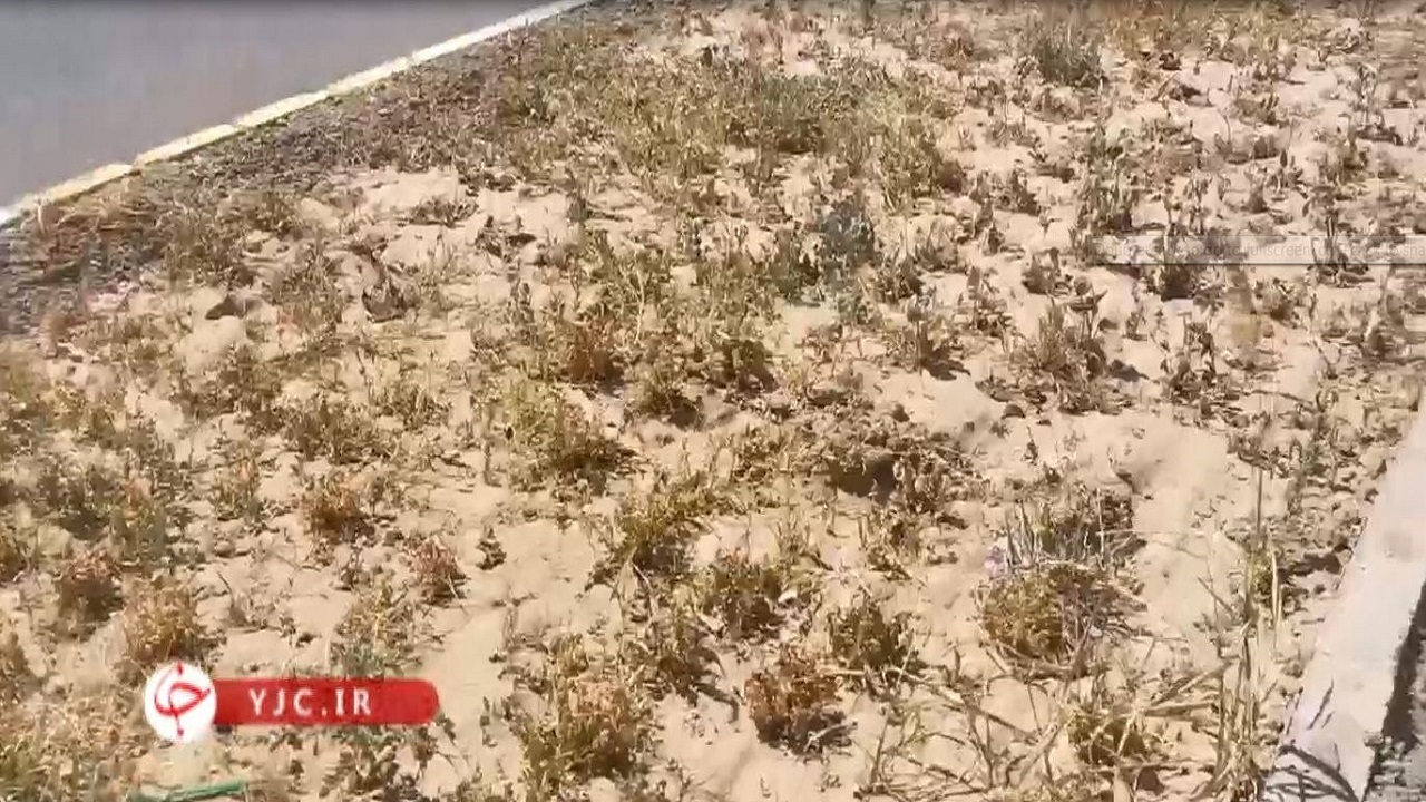 سبزینگی گمشده در فضای سبز عجب شیر