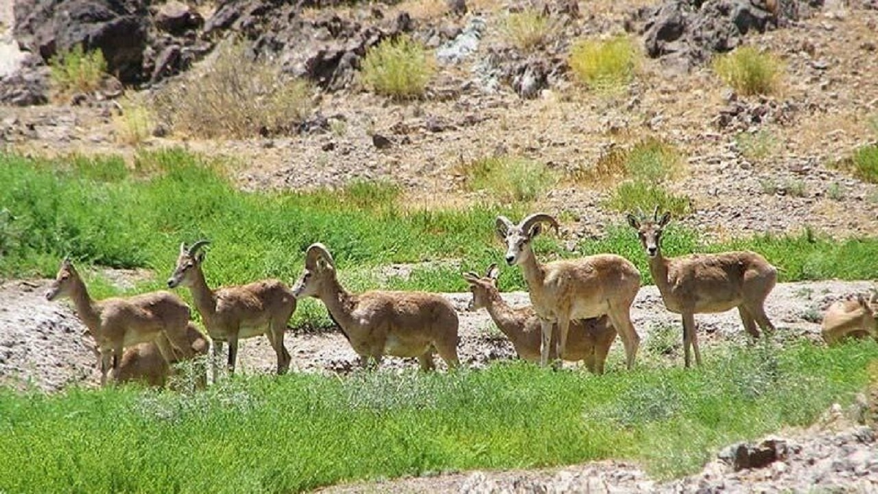 خشکسالی و کمبود علوفه، پای حیات وحش را به مزارع اصفهان باز کرد