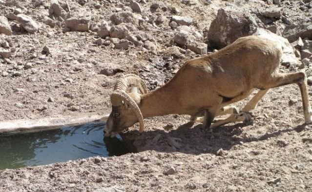 حیات وحش اصفهان خشک سالی و کمبود علوفه، پای حیات وحش اصفهان را به مزارع کشاورزی کشاند