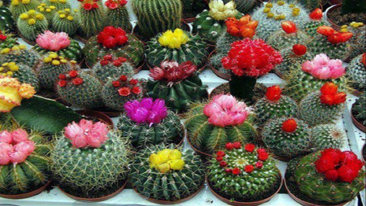 اجرای طرح کشوری پرورش کاکتوس برای اولین بار در بام ایران