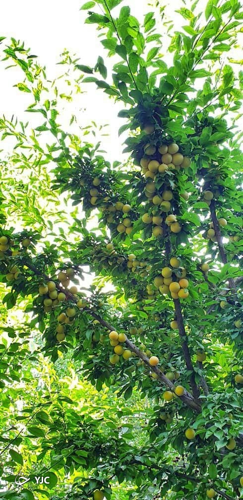 برداشت قطره های طلا در شاندیز+ تصاویر