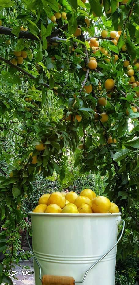 برداشت قطره های طلا در شاندیز+ تصاویر