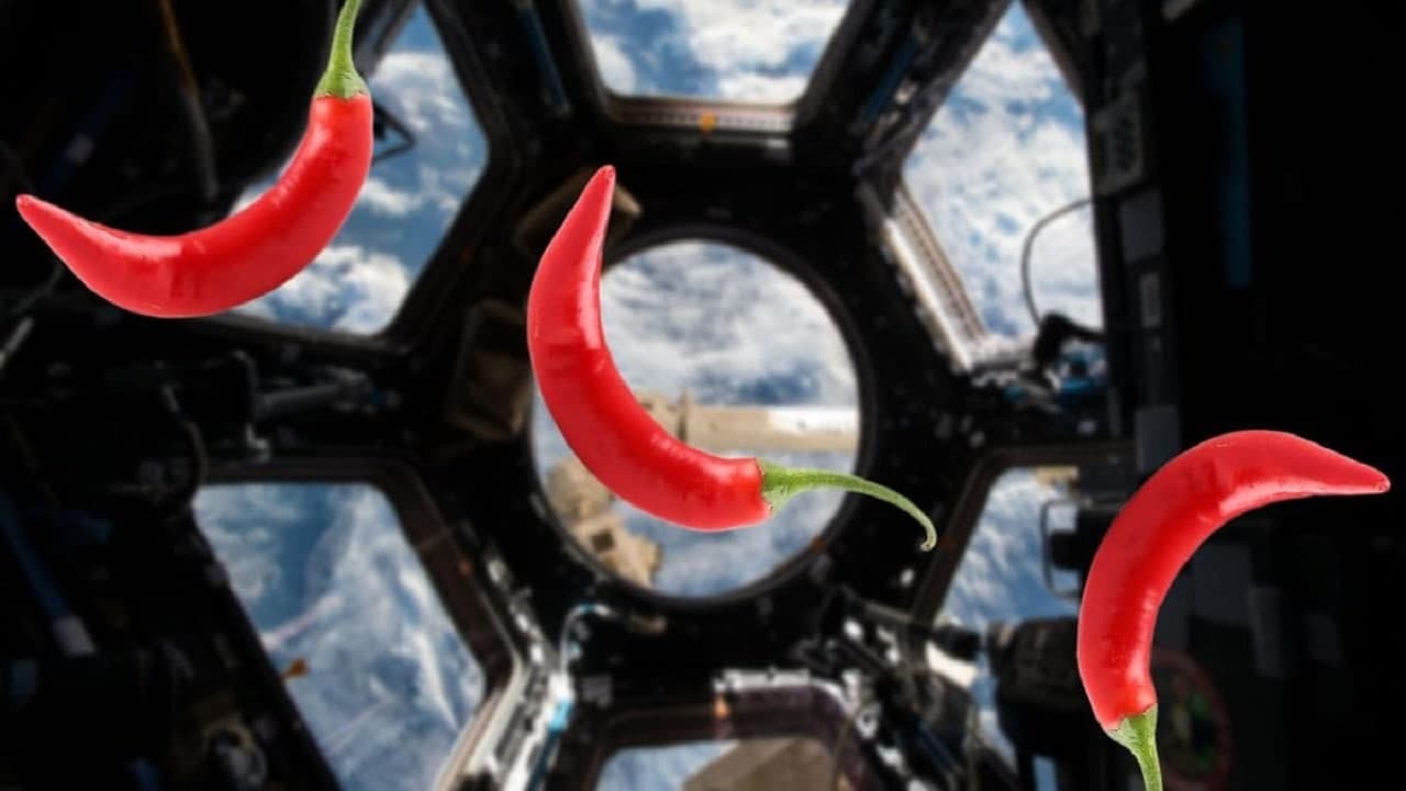 فضانوردان در فضا فلفل تند می کارند