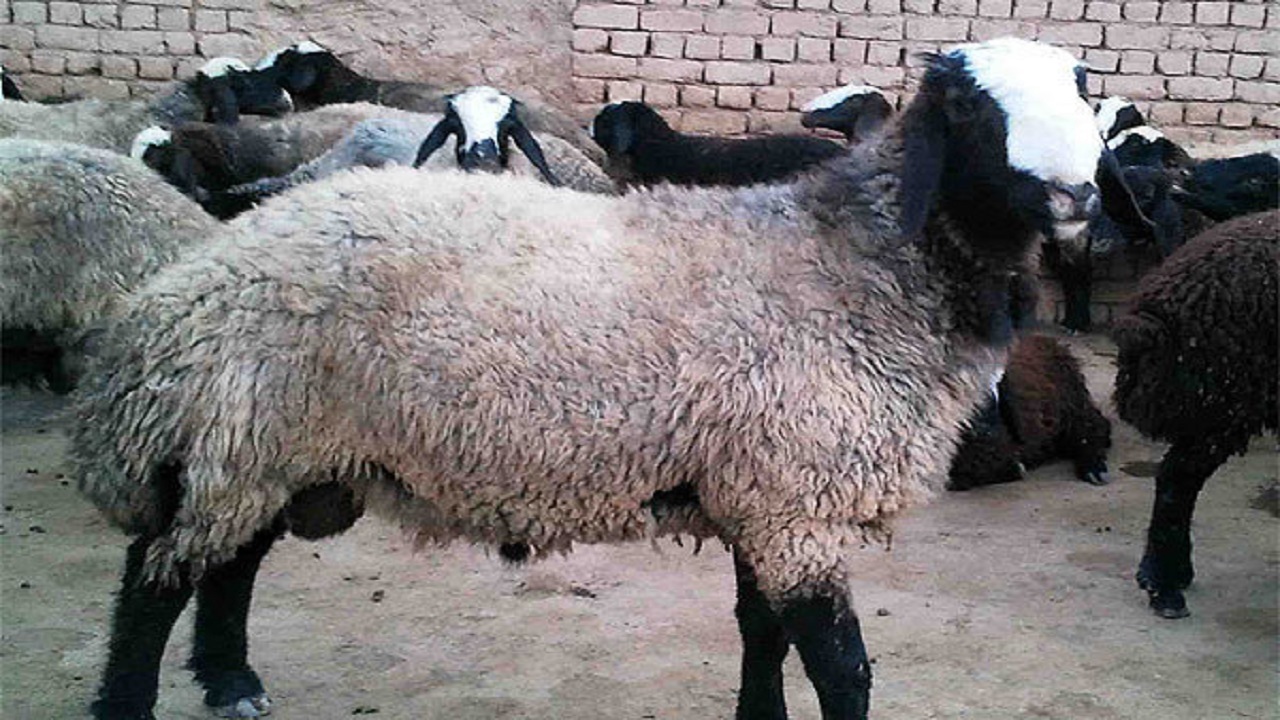 بر ذبح دام های عید قربان نظارت می شود
