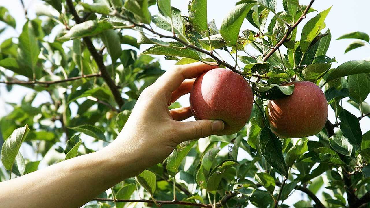 برداشت سریع میوه با استفاده از یک دستگاه جالب + فیلم