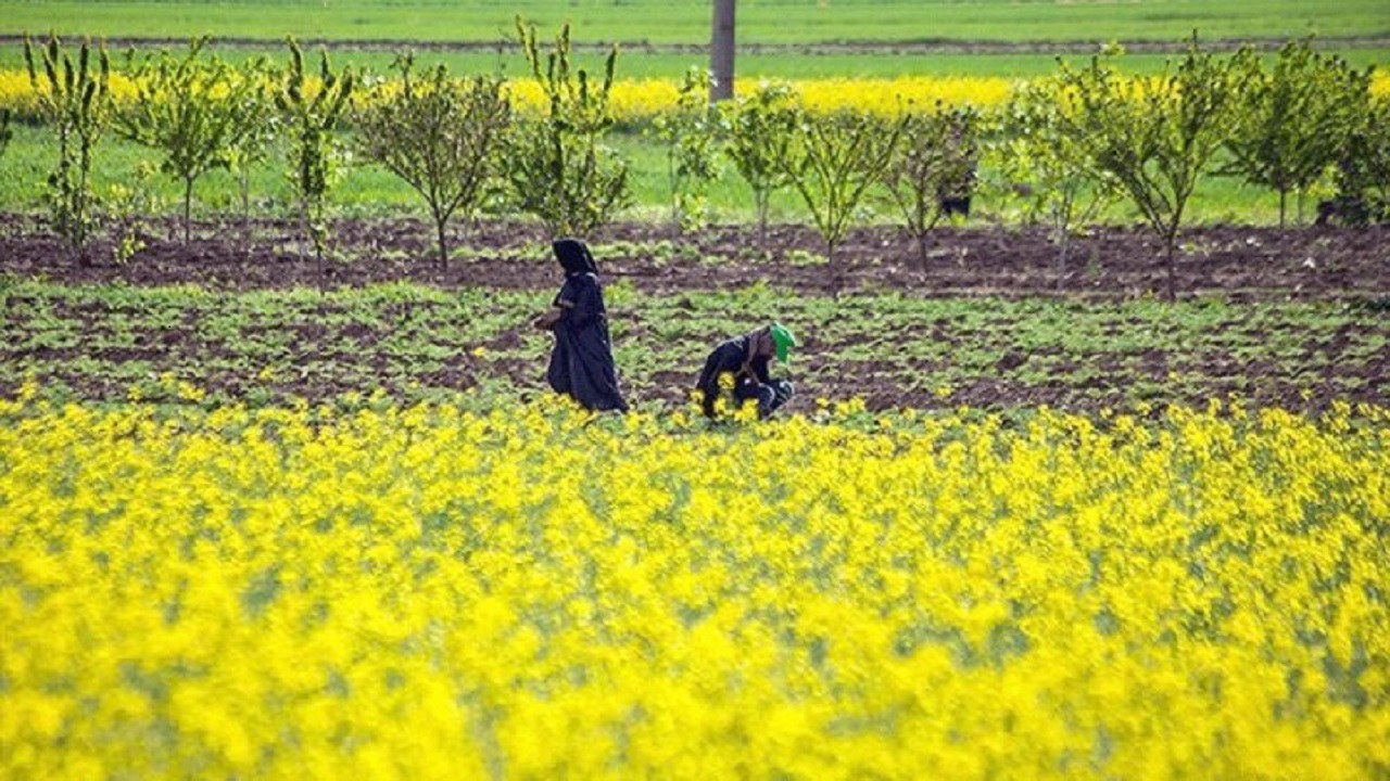 پرداخت ۷۰ میلیارد ریال از مطالبات کلزاکاران همدان