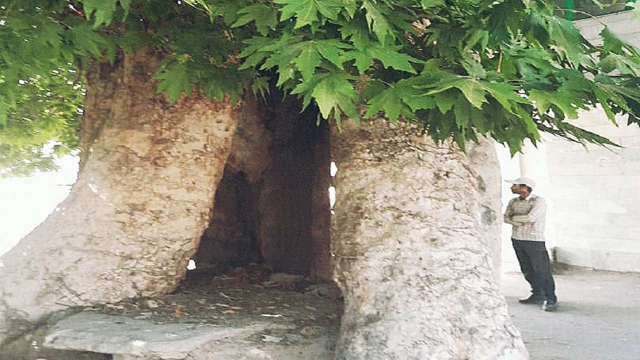 رخ نمایی نام چهار اصله درخت کهنسال بردسکن در فهرست میراث ملی