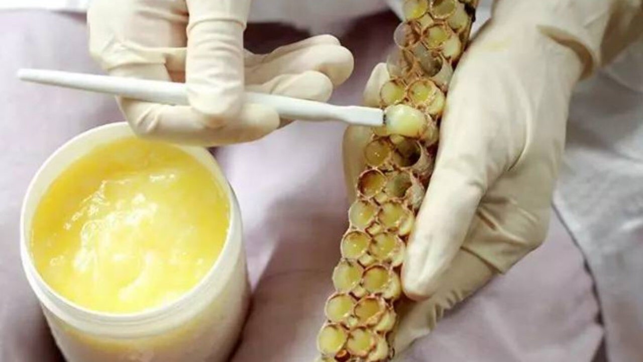 آغاز برداشت ژل رویال در ماهنشان
