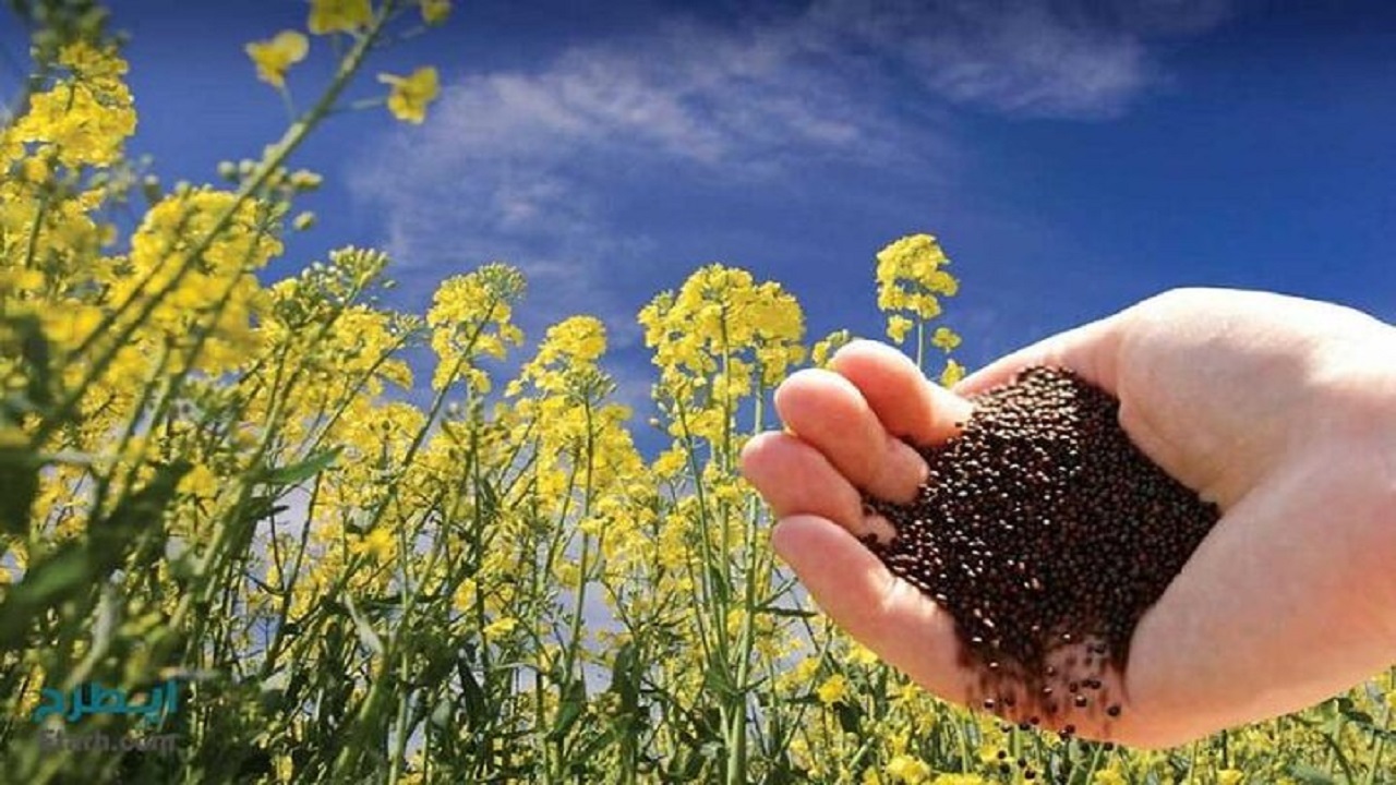 پرداخت مطالبات کلزاکاران جوین در غرب خراسان رضوی