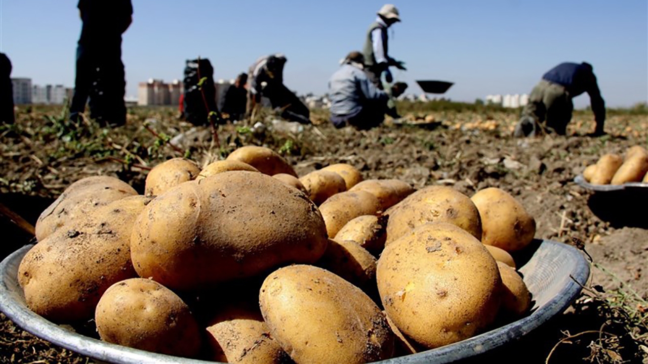 سیب زمینی، محصول بی حاصل برای کشاورزان گلستانی سیب زمینی، محصول بی حاصل برای کشاورزان گلستانی