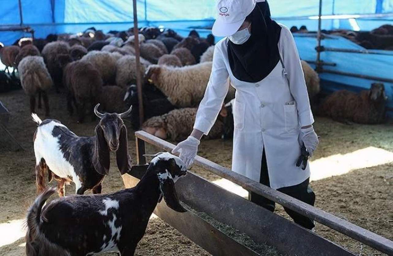 نظارت بر ذبح شرعی در روز عید قربان